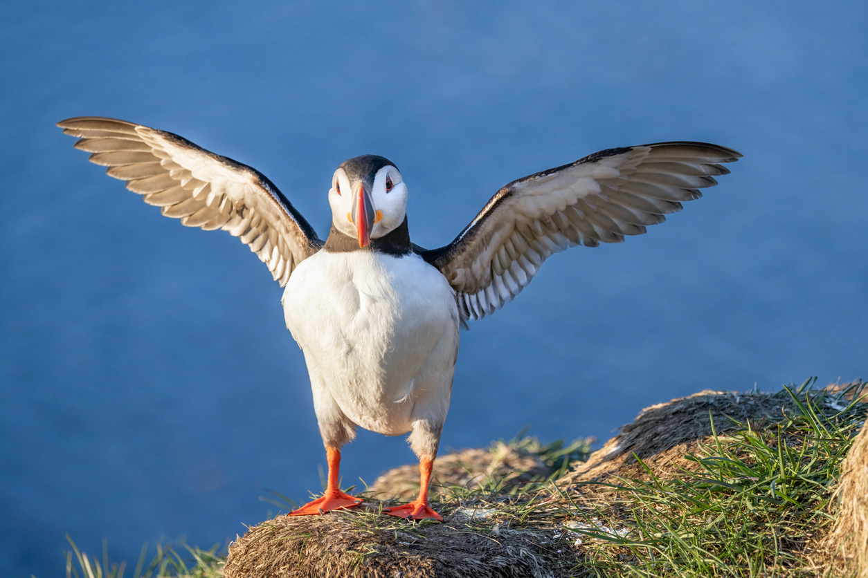 Puffin in Bakkagerdi, Iceland