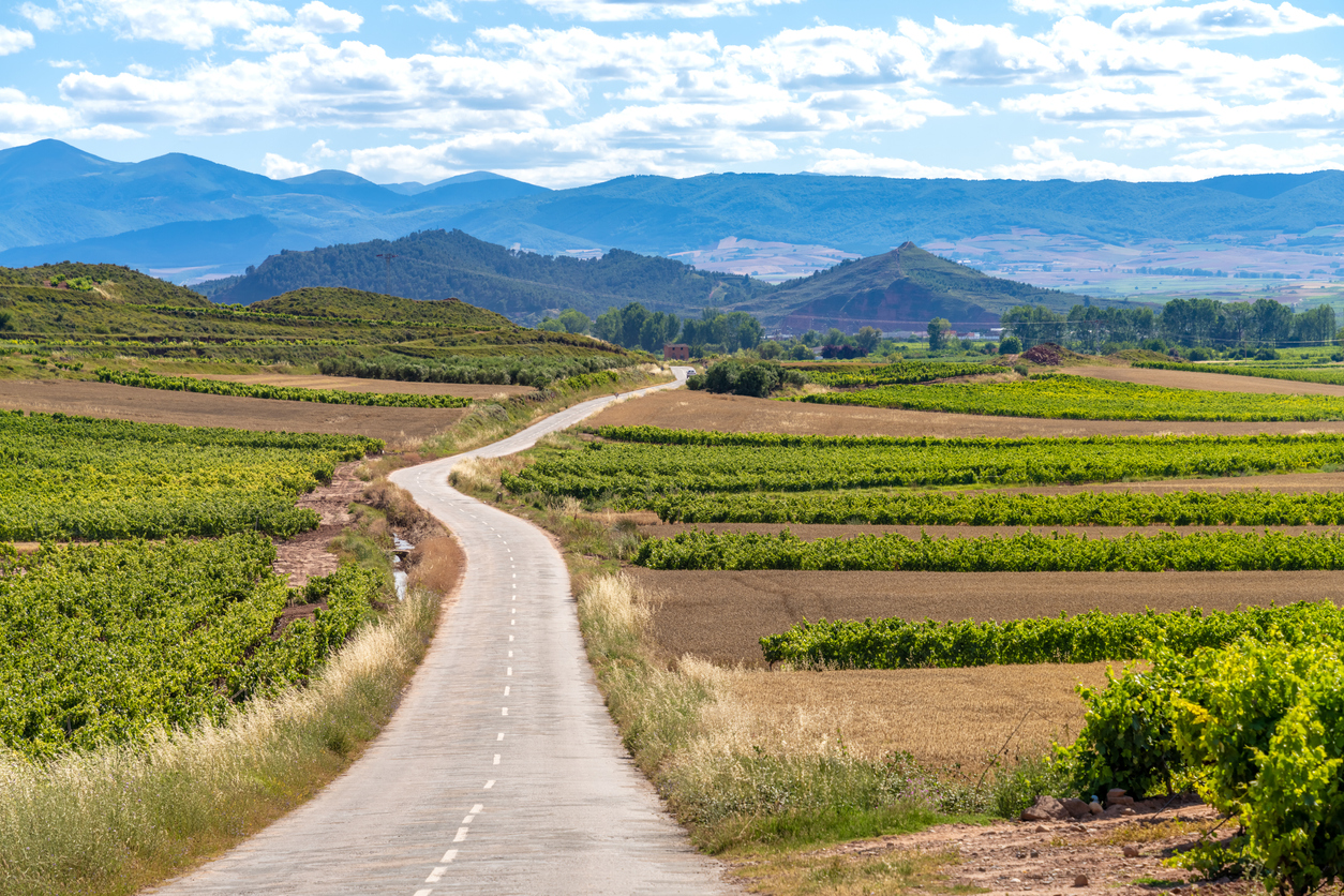 Road and vineyards in La Rioja