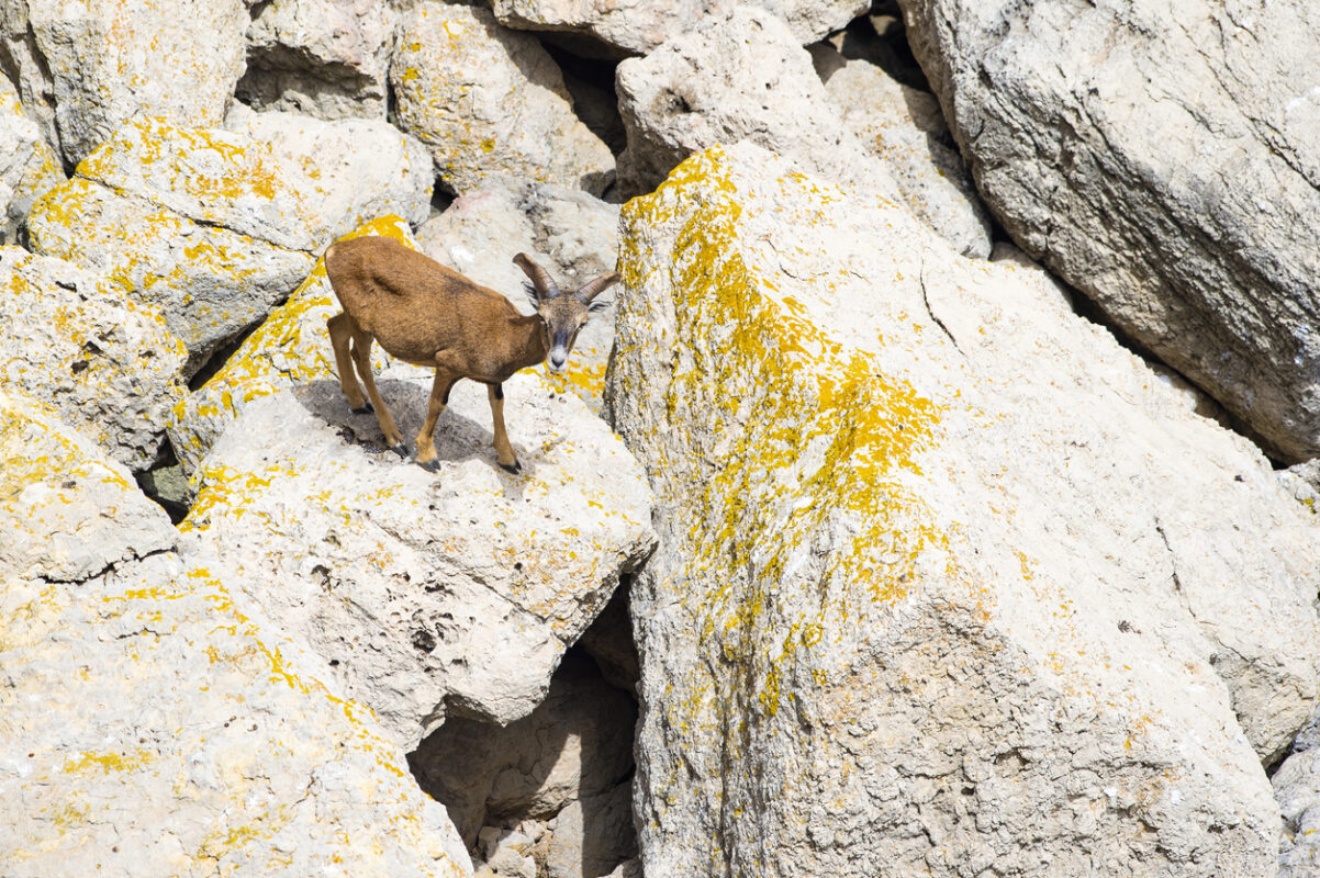 Sardinian mouflon