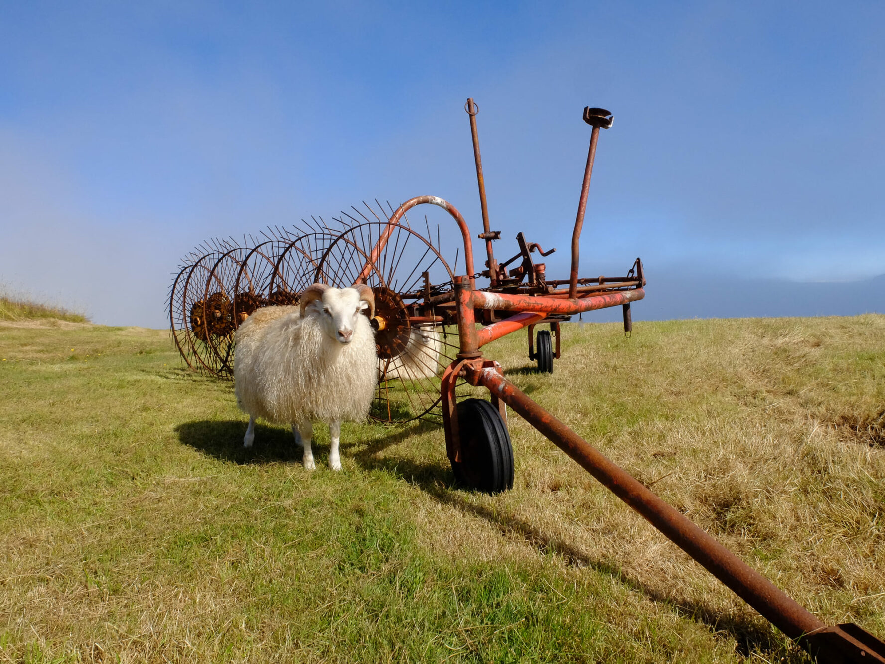 Sheep on a meadow in Iceland