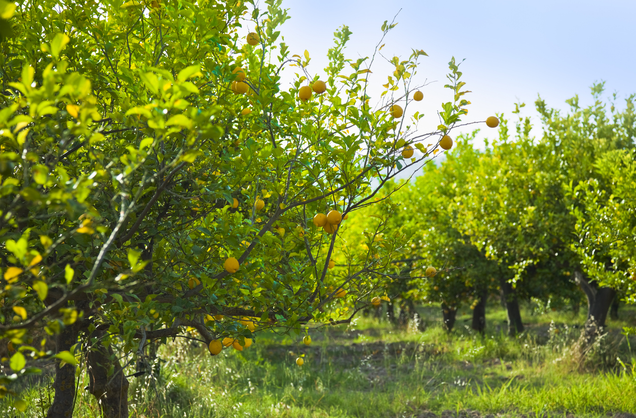 Sicily, lemon trees