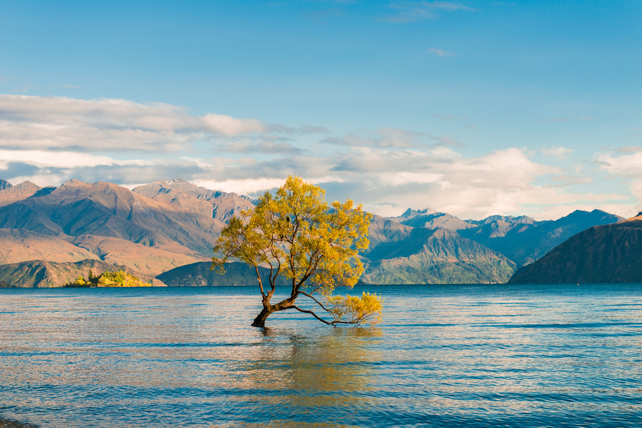 Tree emerging from the water in Lake Wanaka