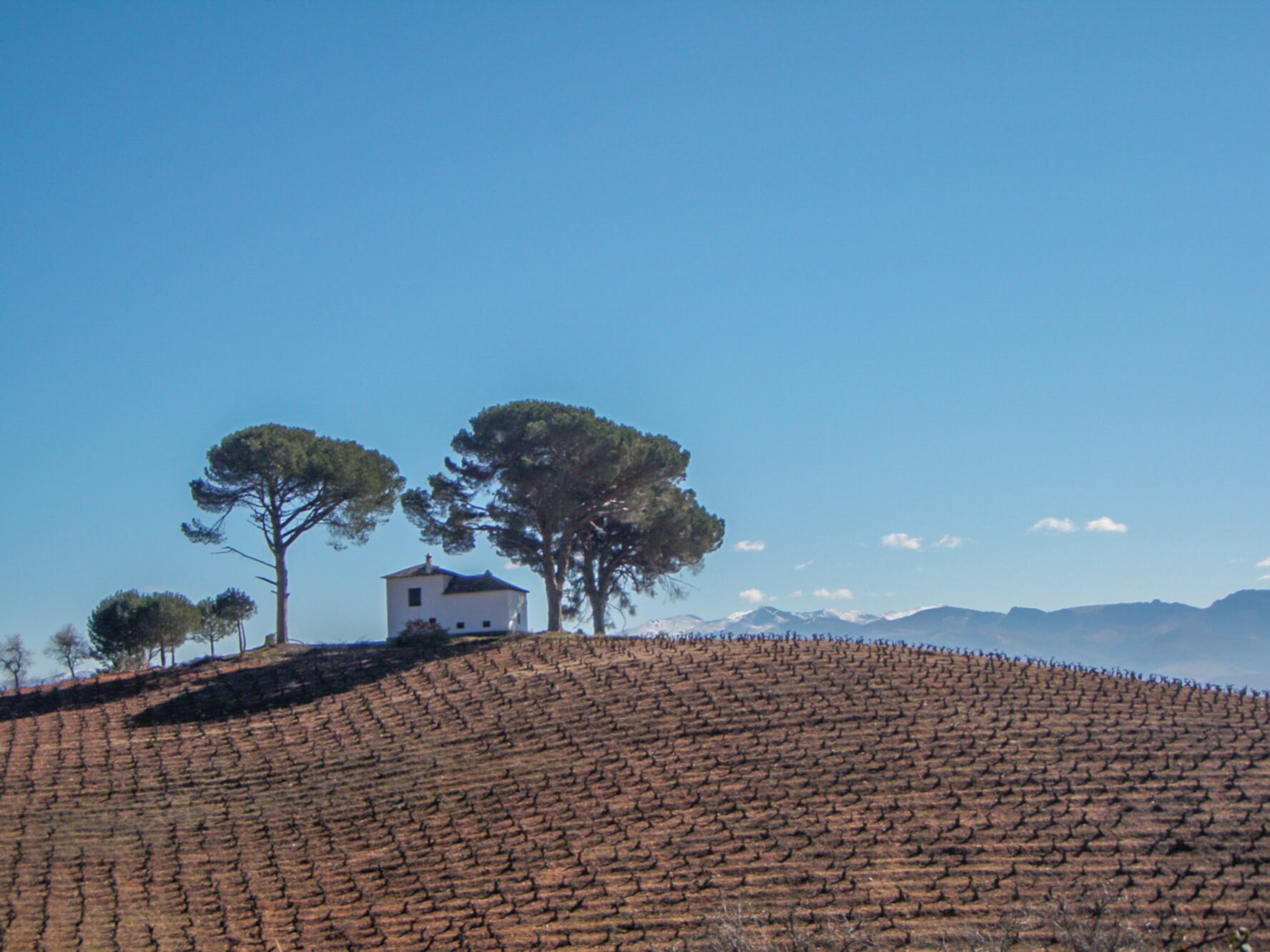 Vast fields on the Camino Frances