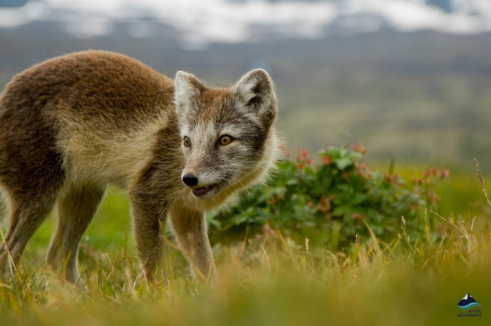 Wildlife, arctic fox