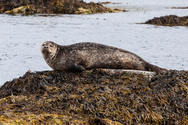 Wildlife in Hornstrandir