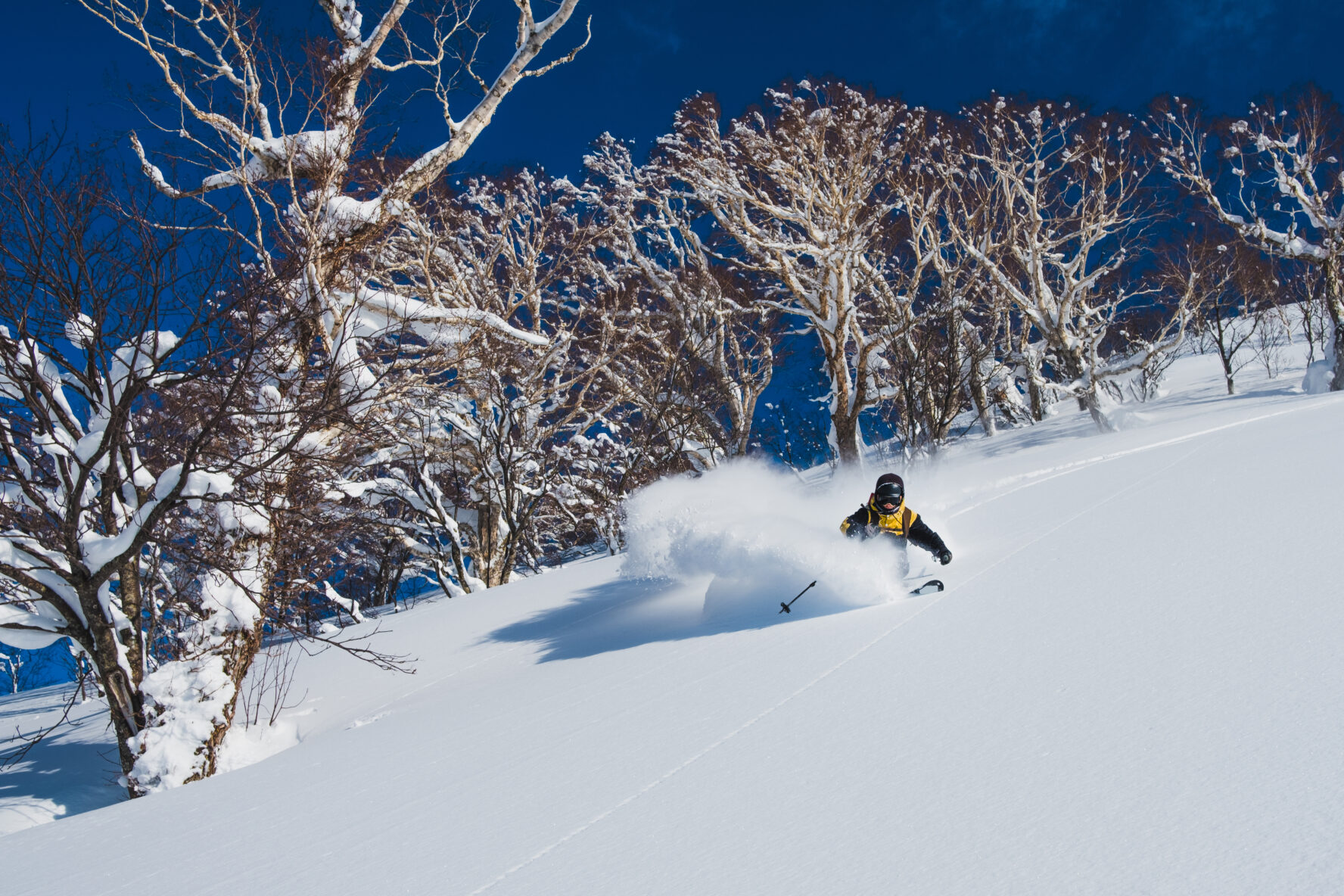 One person skiing untracked snow through trees.