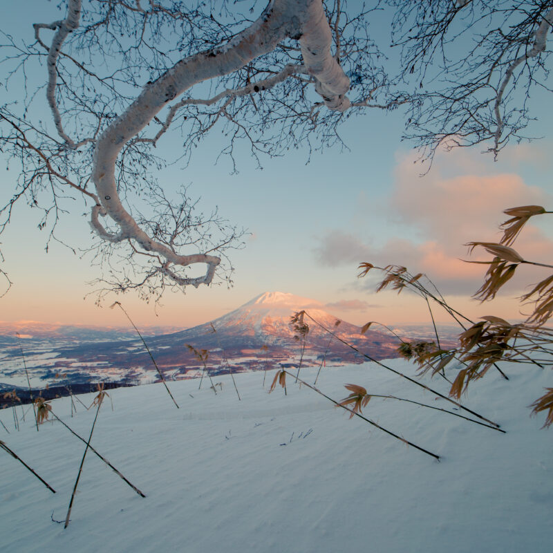A view of the volcano through tree branches at sunset.