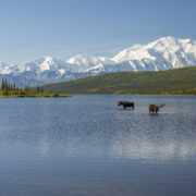 Two bull moose feeding in Wonder Lake with the Alaska Range in the background.