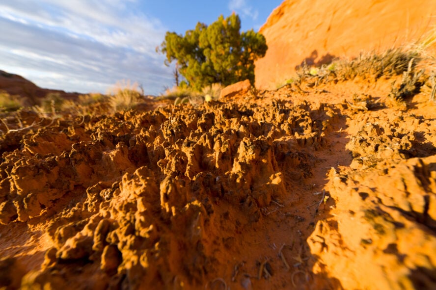 Upclose of the desert’s cryptobiotic soil 