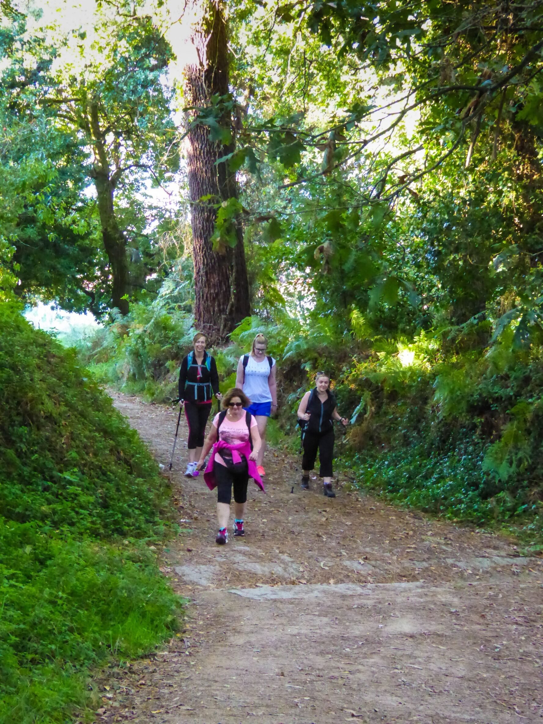 Forest on the Camino Portuguese