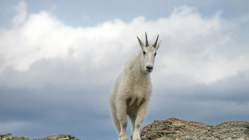 Mountain goat in Glacier National Park