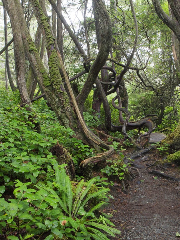 Beach Nootka island hiking