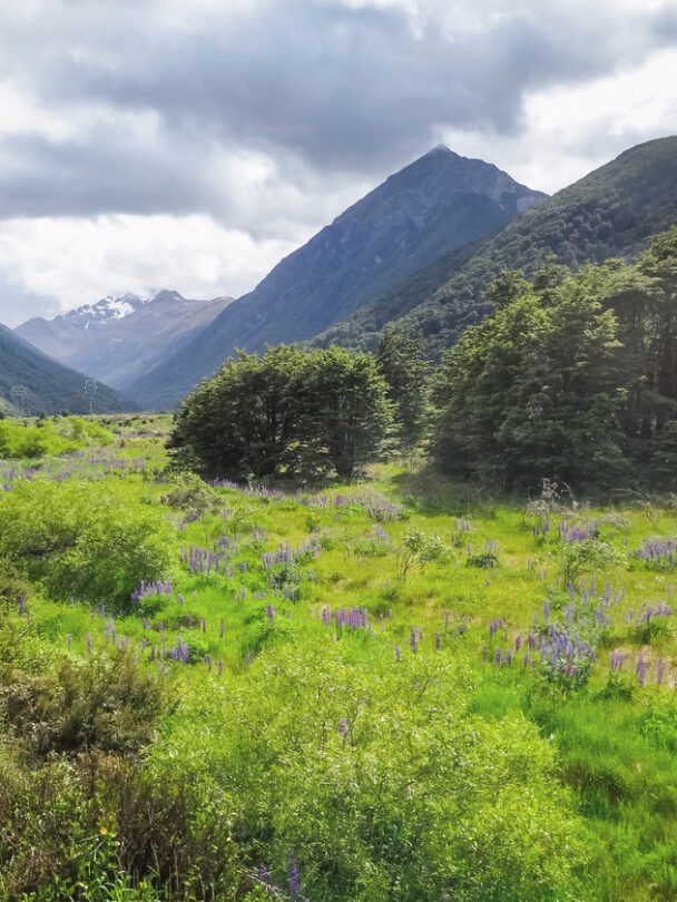 Cyclists on a path which is part of the iconic West Coast Wilderness Trail on the South Island in New Zealand