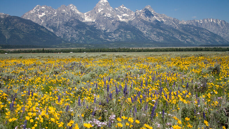 Fields of wildflowers in front of the Grand Teton range.