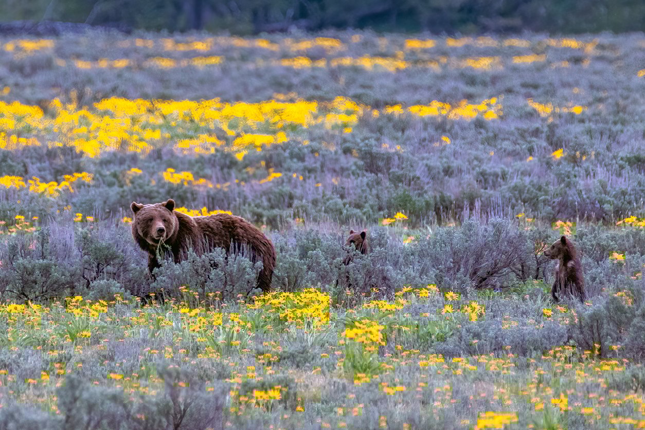 Bears in Grand Teton