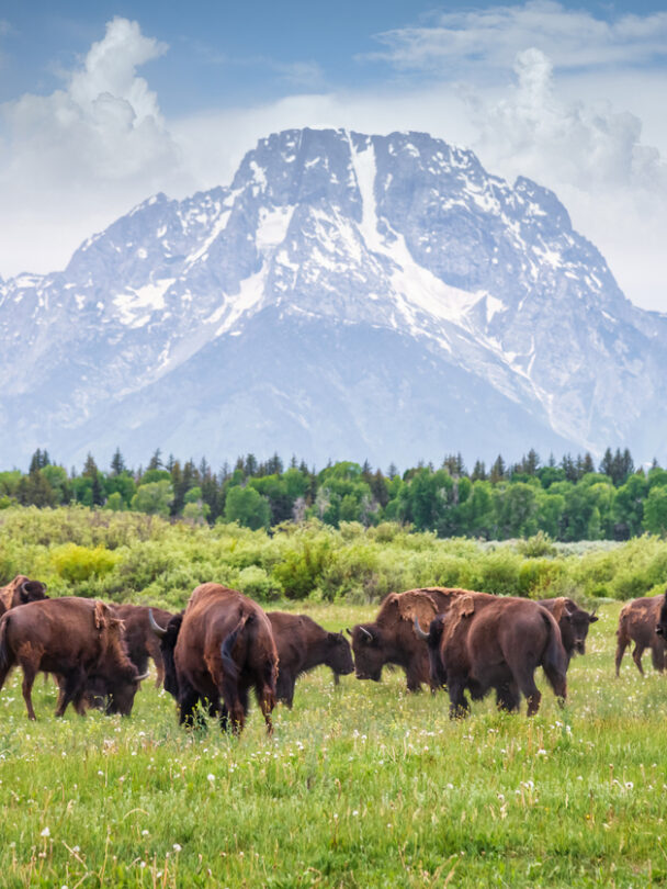 Guided cycling tour in Grand Teton National Park