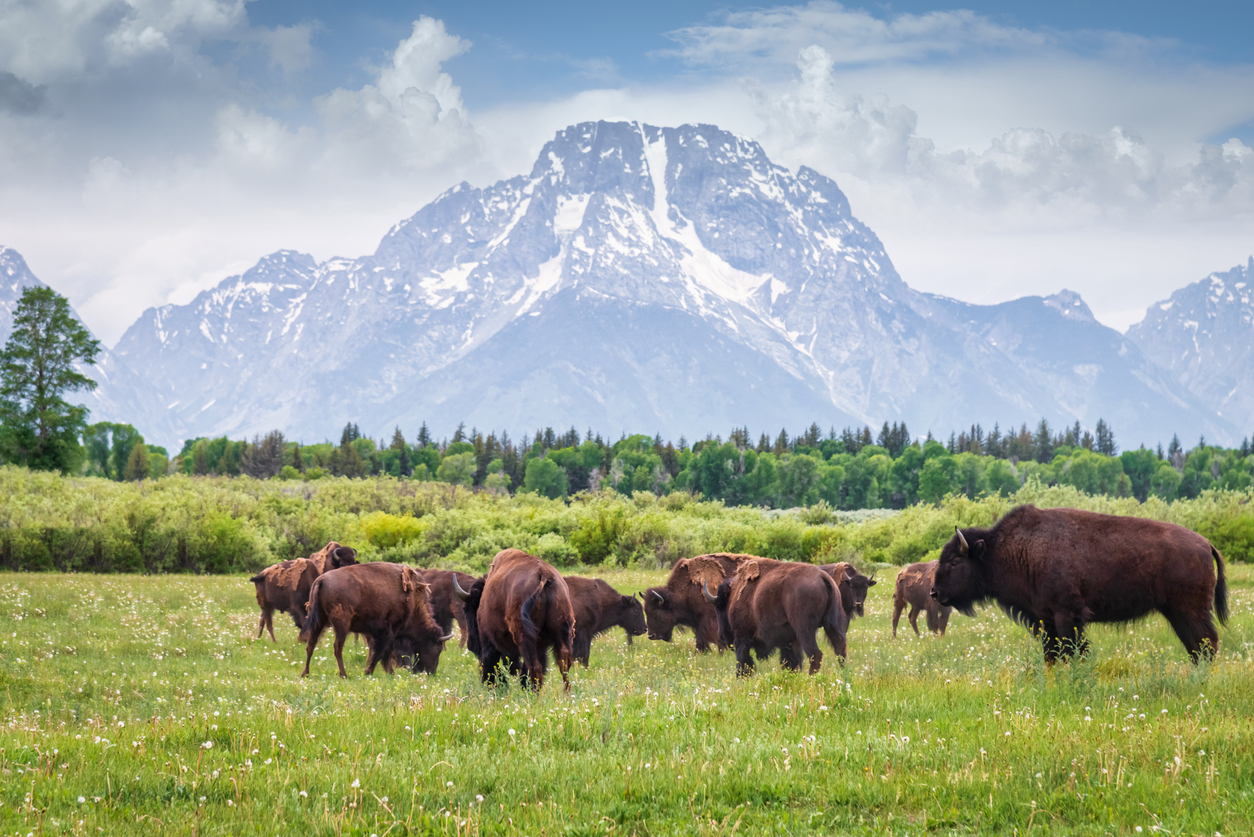 Buffalo herd in Grand Teton