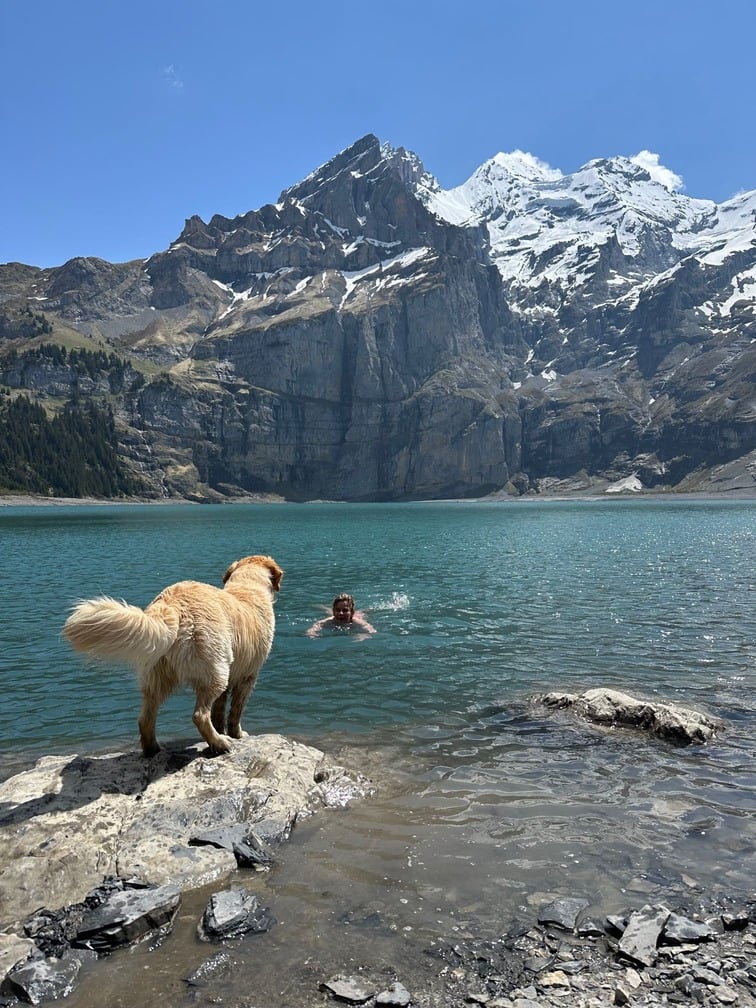 Dog swimming in a lake