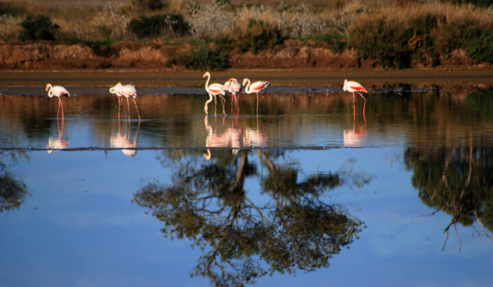 Flamingos in the water in the Ria Formosa Nature Reserve in the Portuguese region of Algarve.