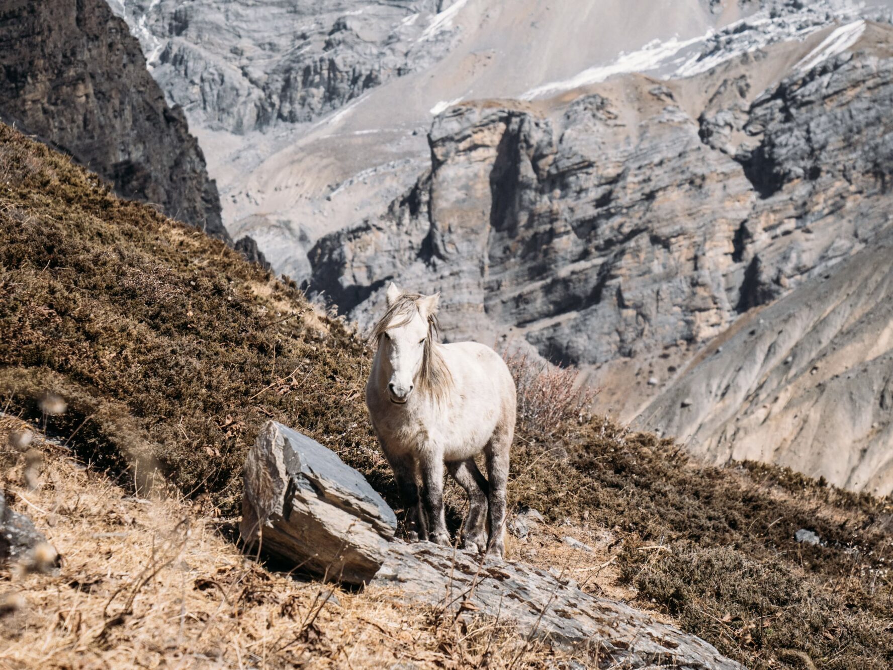 Horse on the Annapurna Circuit