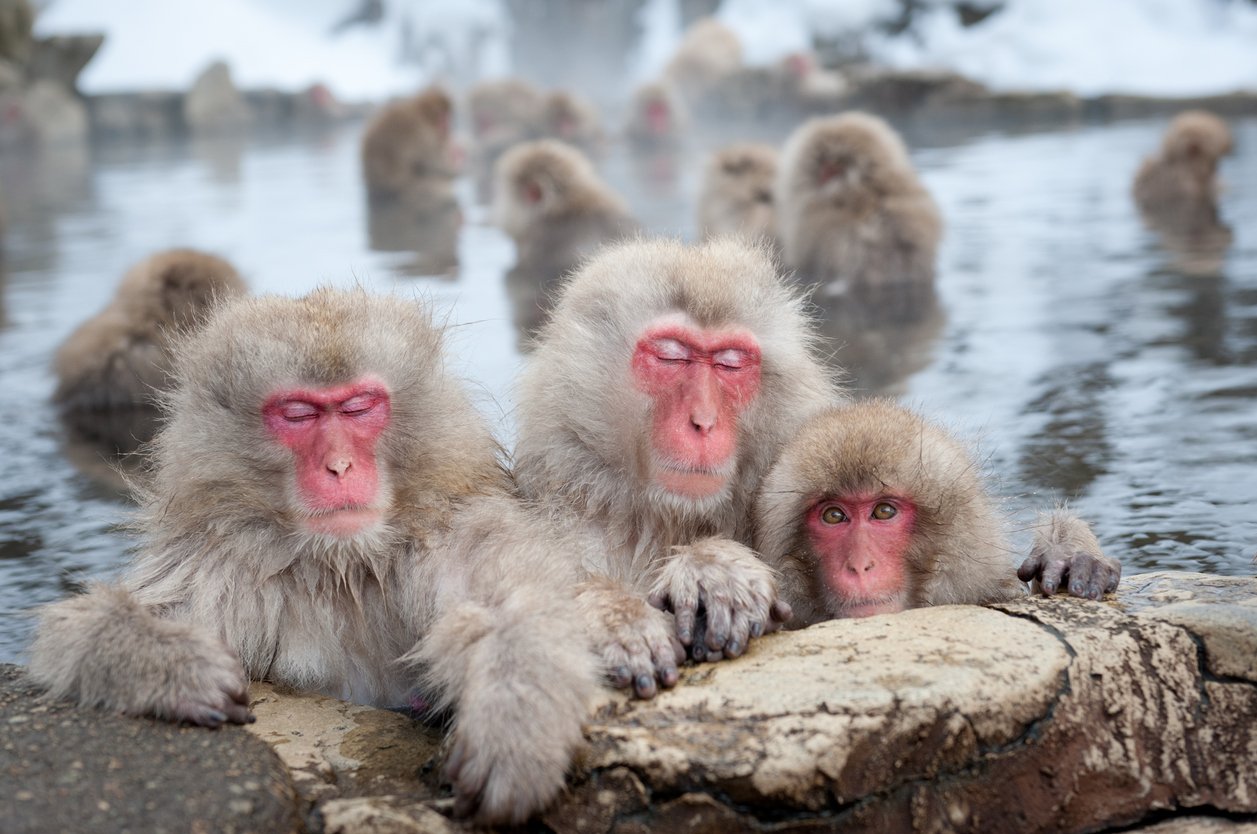 Monkeys in hot springs