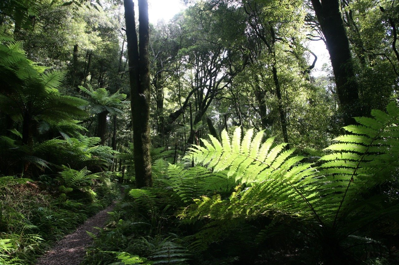 New Zealand ferns