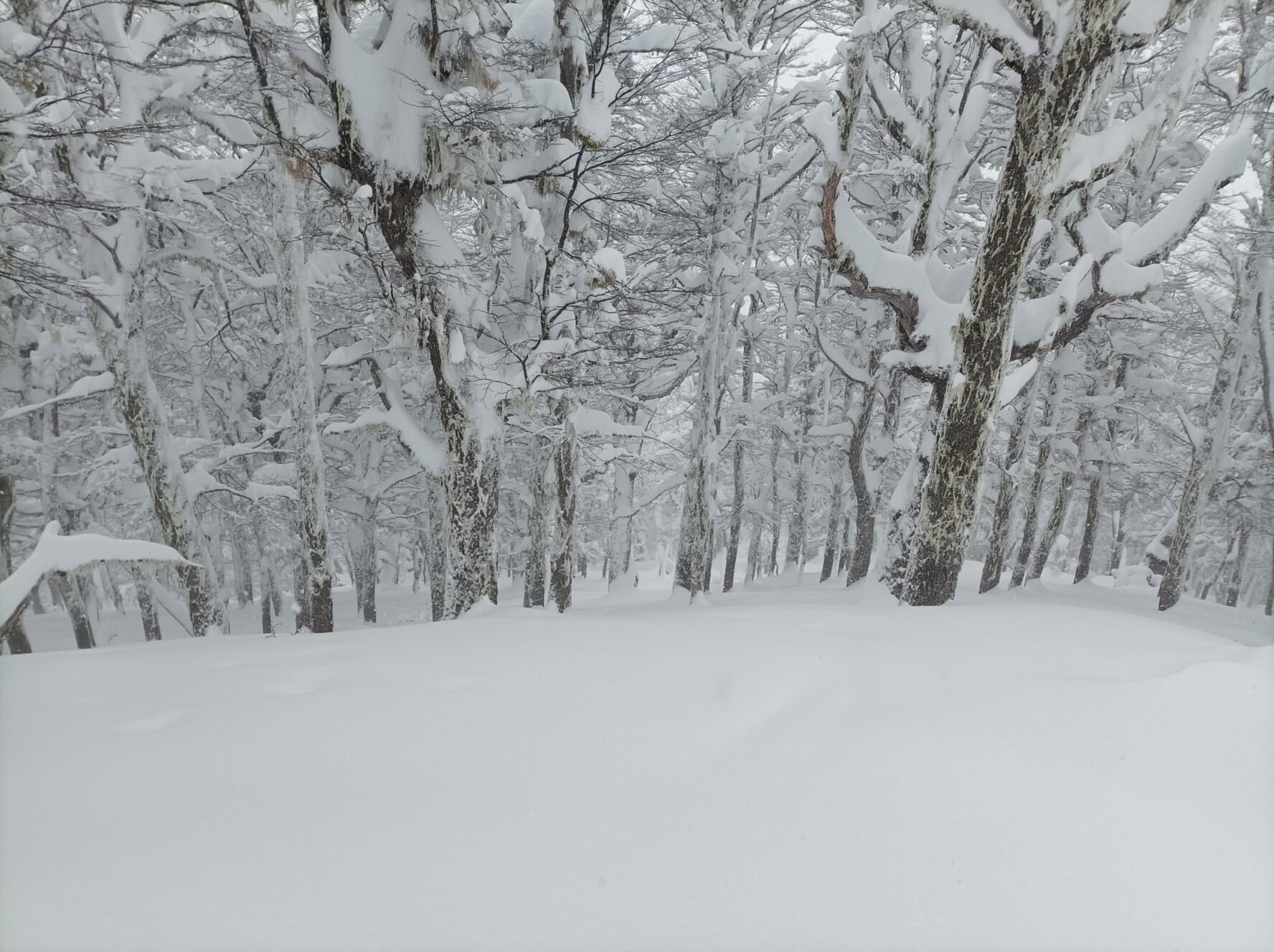 Tree skiing in Bariloche