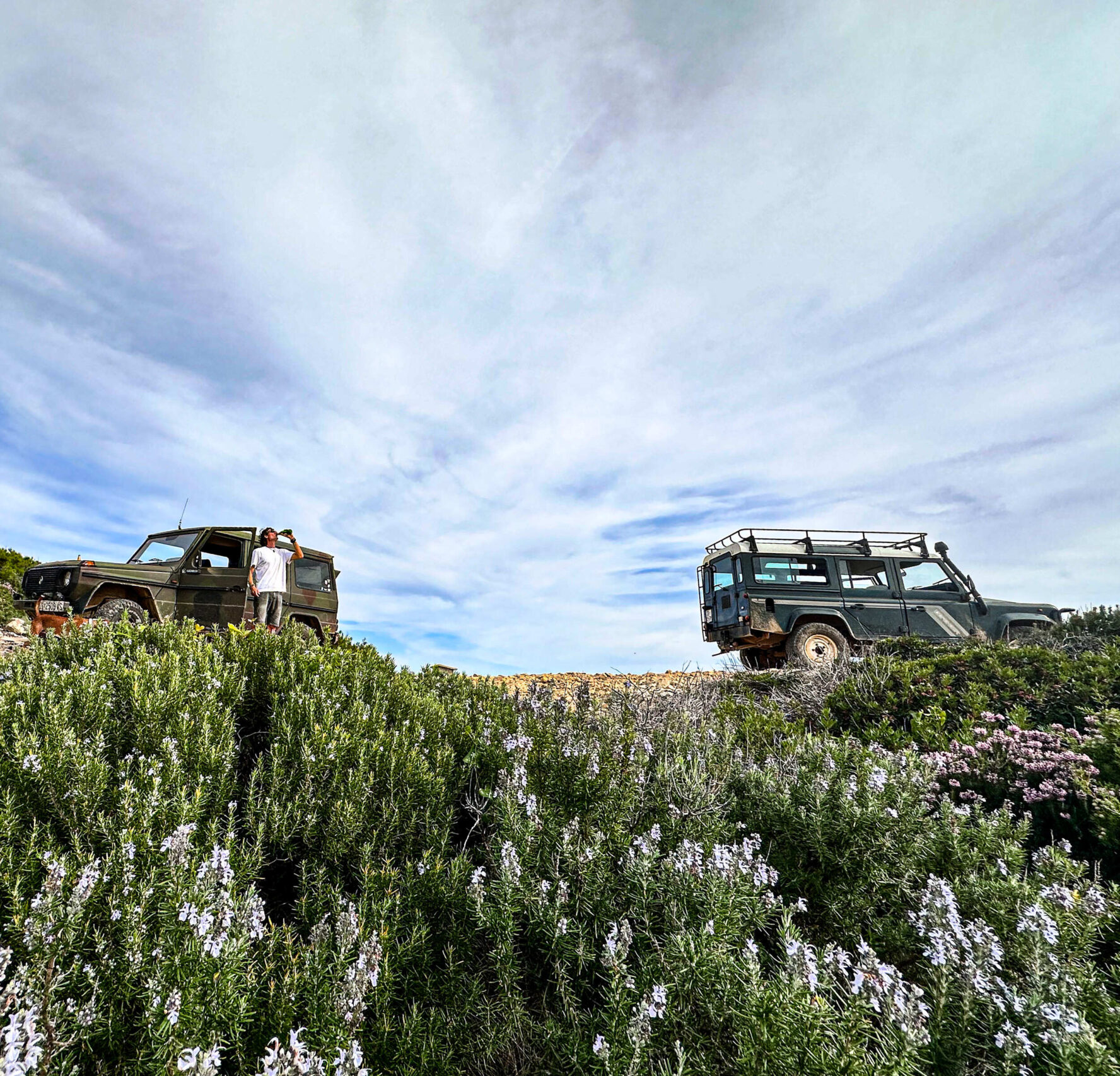 Two military tour jeeps near rosemary fields on the island of Vis