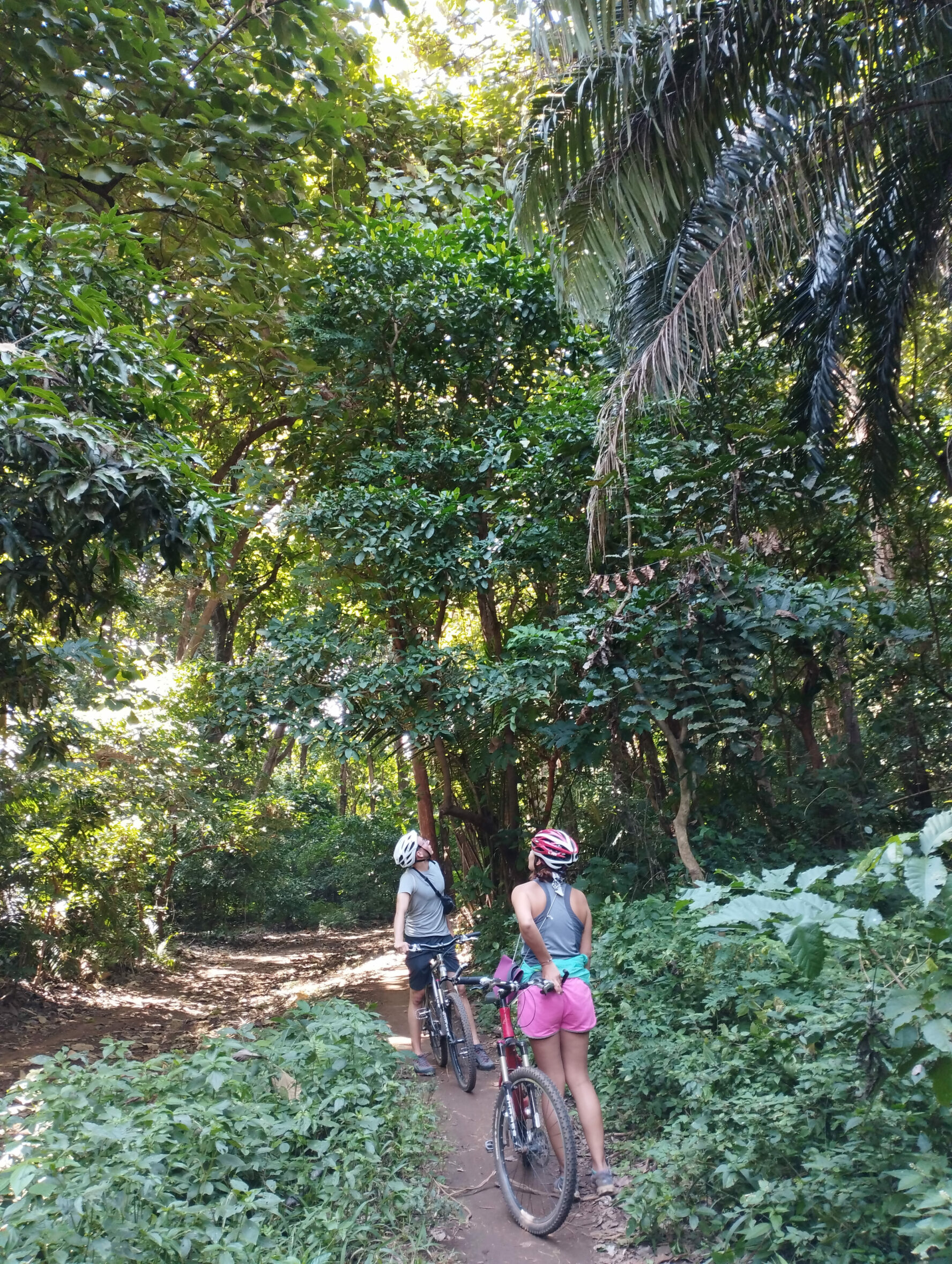 Biking through lush forests