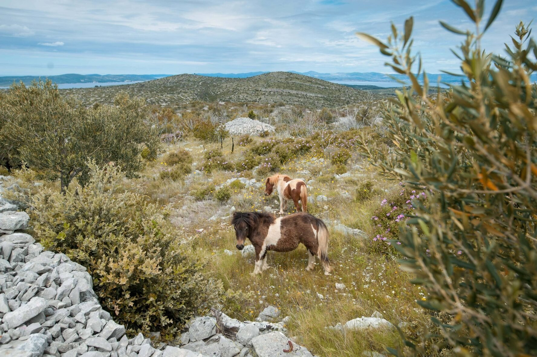 Brač ponies
