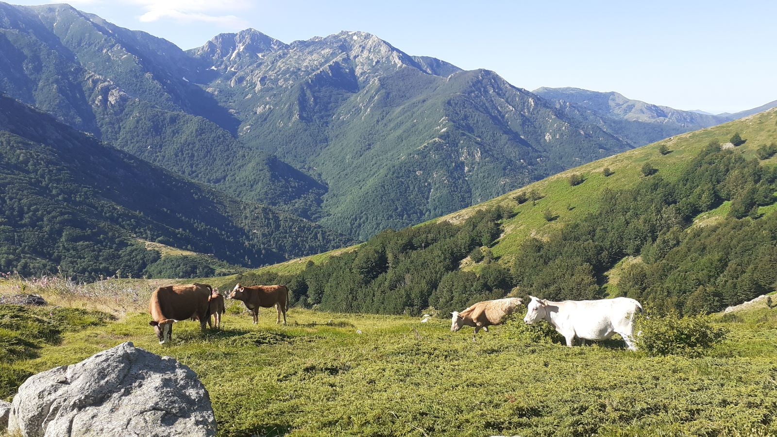 Cute cows along the GR20