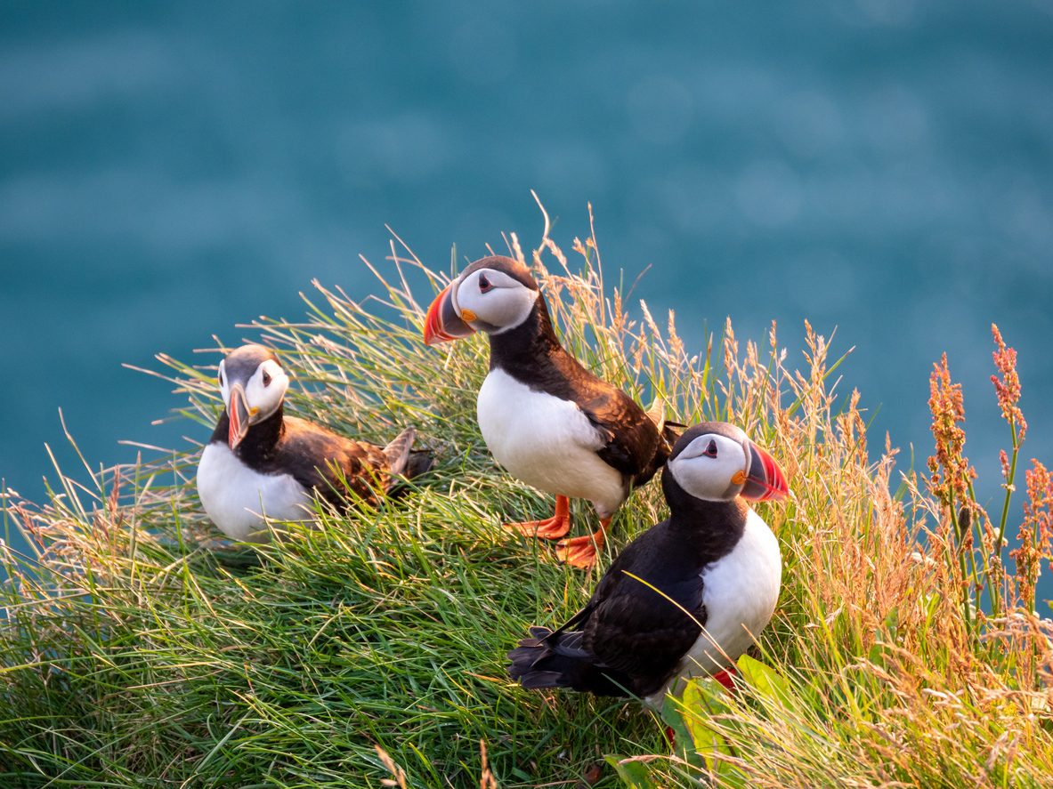 Cute puffin in Iceland