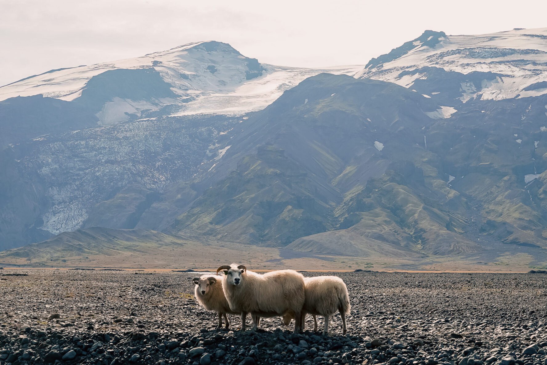 Cute sheep Iceland