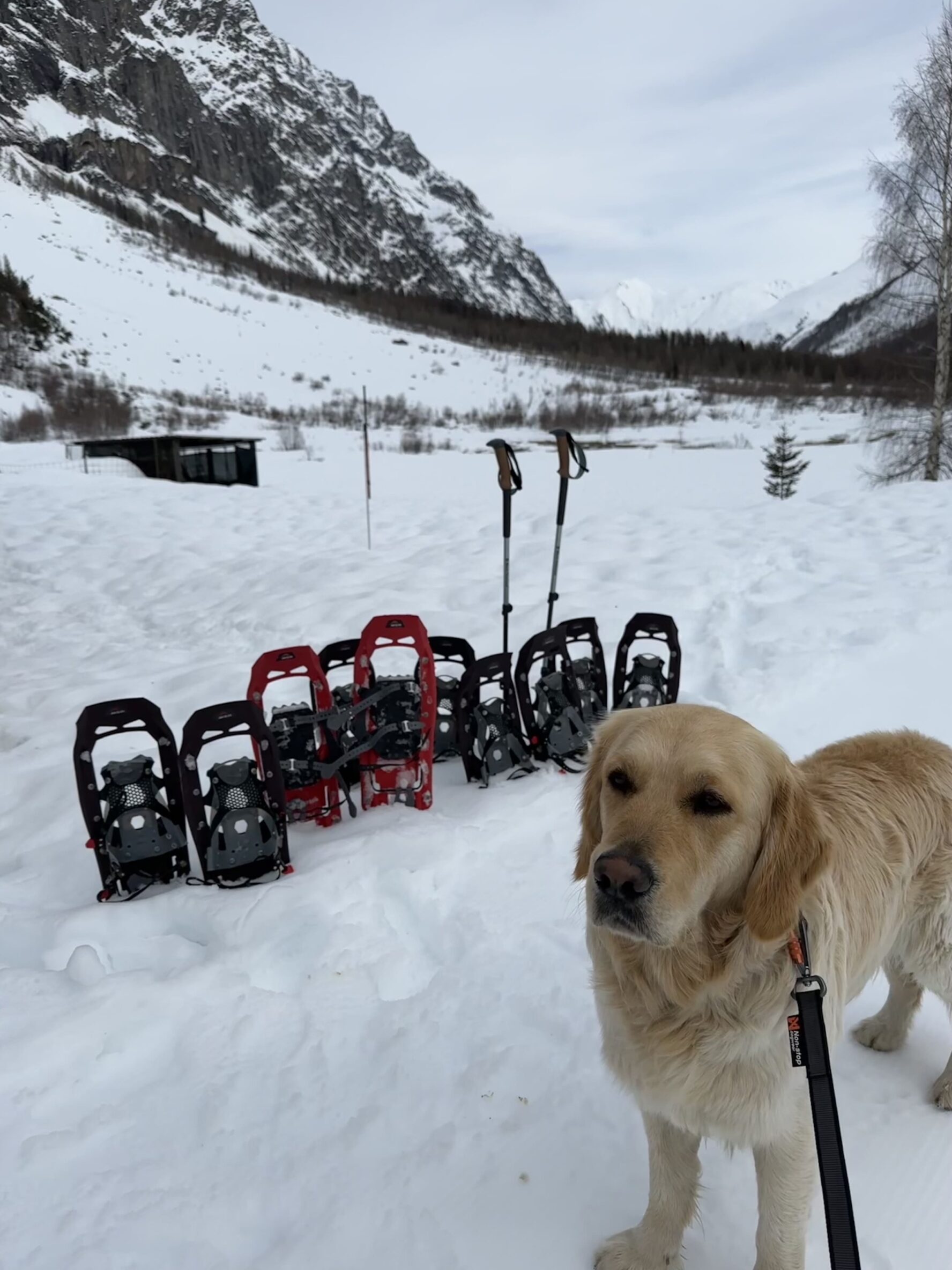 Dog next to snowshoes