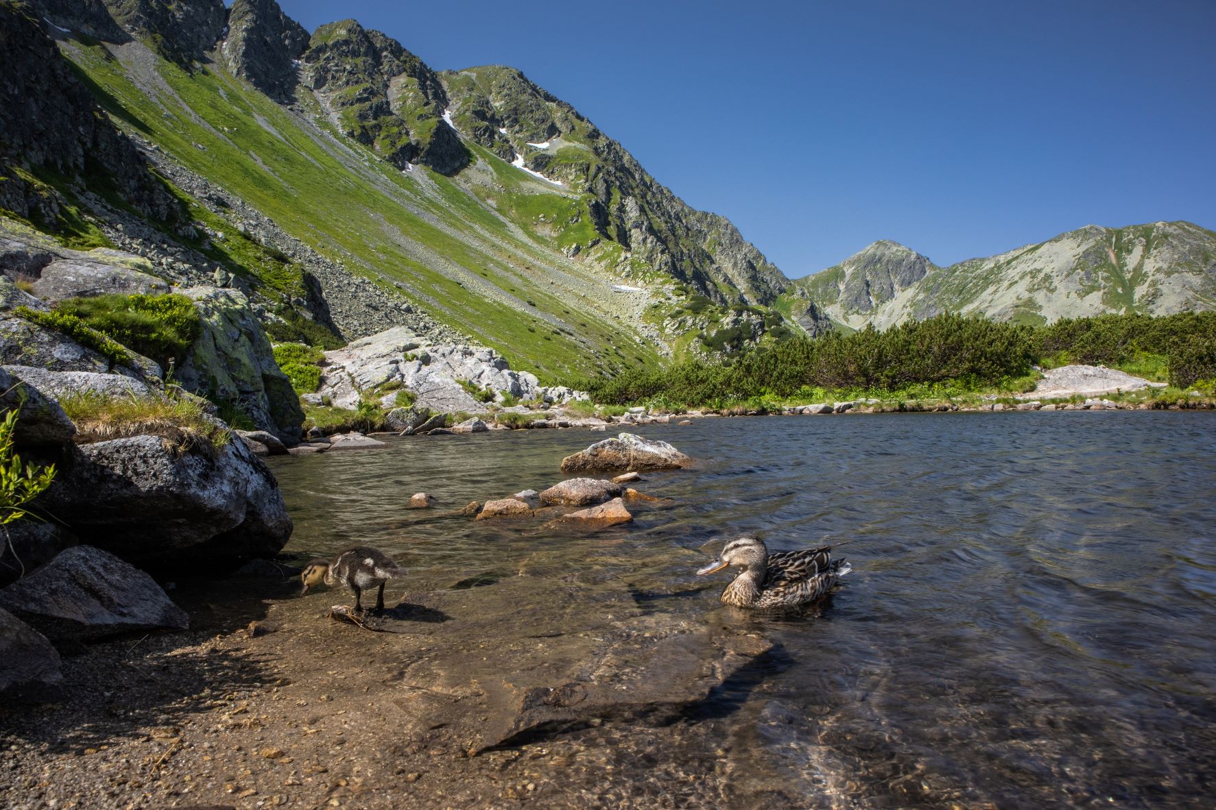 Ducks on the surface of a lake in the Tatras.