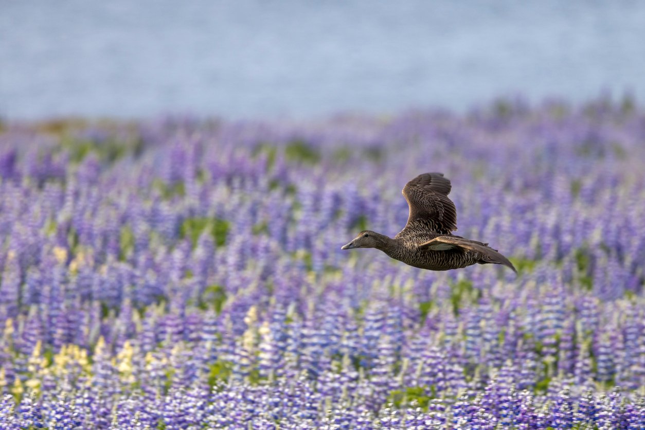 Eider duck, Iceland