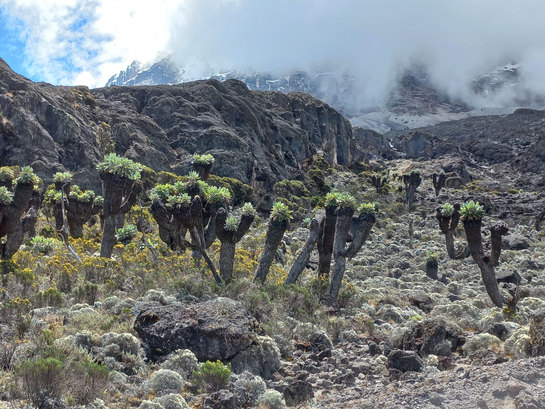 Kilimanjaro vegetation