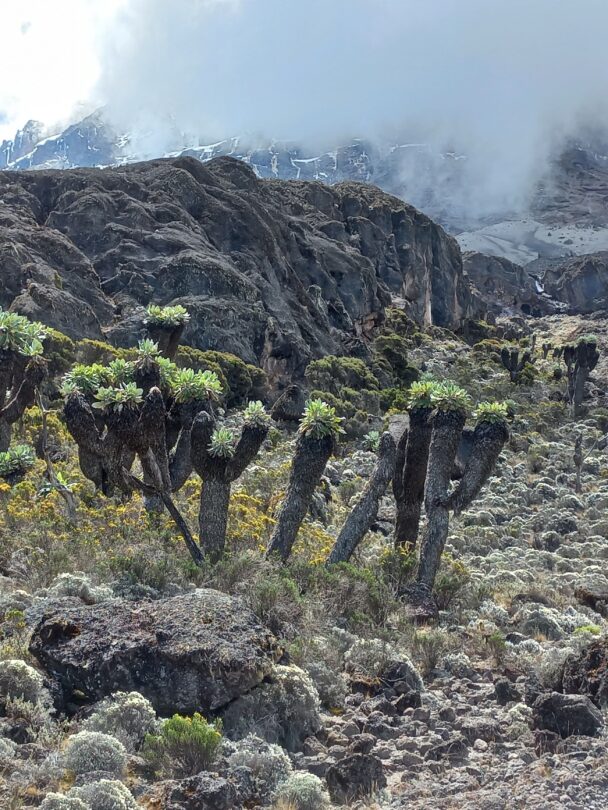 Kilimanjaro mountain biking tour, all women