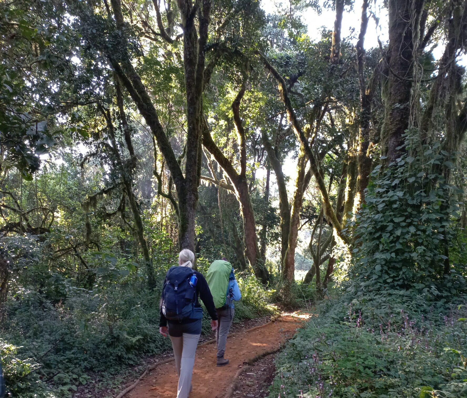 Trekkers starting the Lemosho Route to Kilimanjaro.