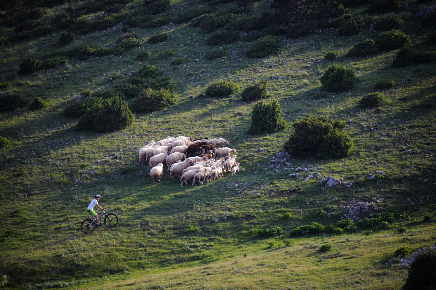 A mountain biker traversing grassland near sheep in Istria, Croatia.