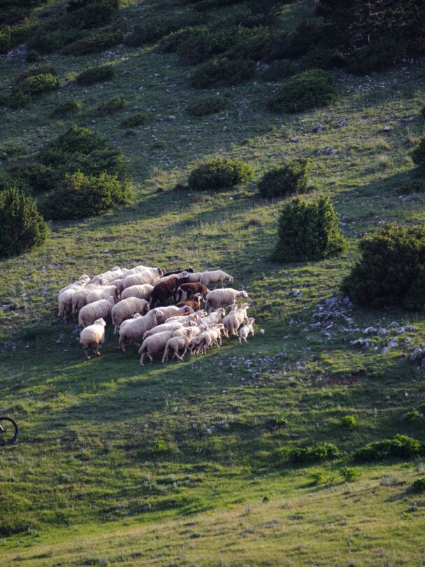 Mountain bikers on a trail in Istria, Croatia.