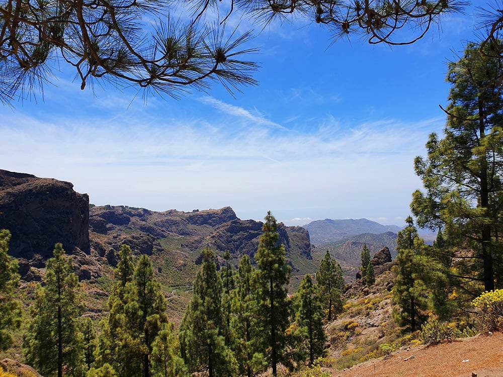 A pine forest atop a valley in the interior of Gran Canaria, seen during a hiking trip.