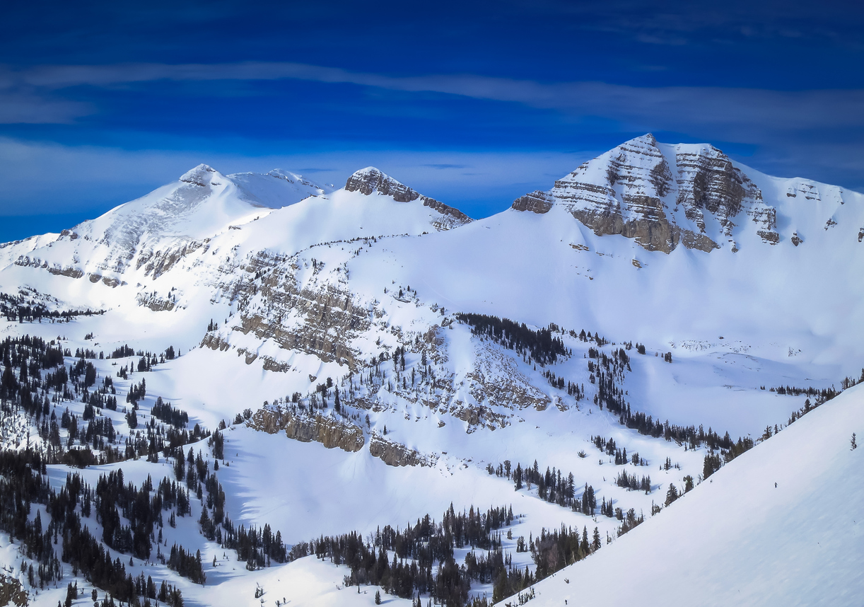 Snow and trees in Jackson Hole