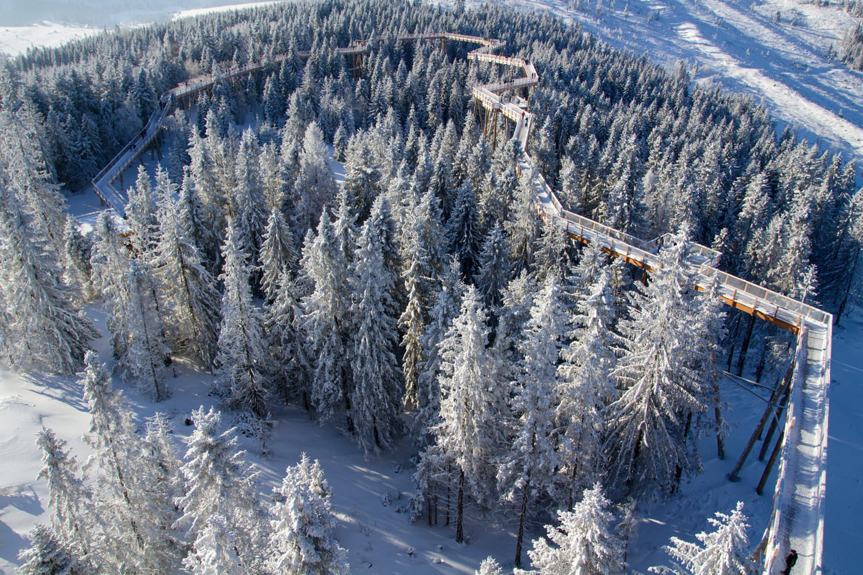 Treetop walk in the Tatras