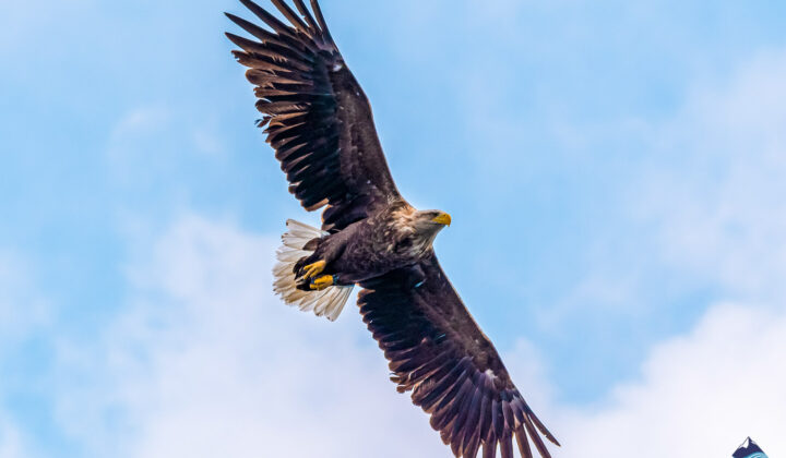 White-tailed eagle in Iceland