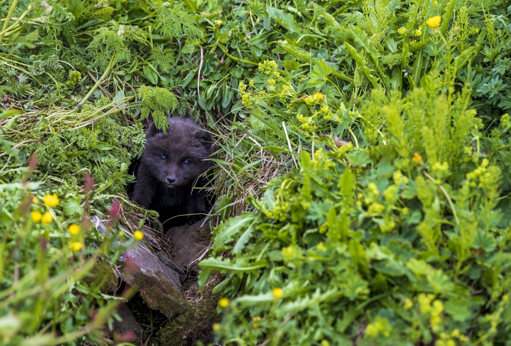 Wildlife in the west of Iceland