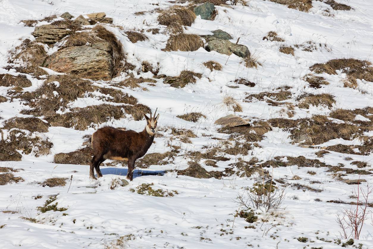 A chamois in Gran Paradiso National Park, Italy.