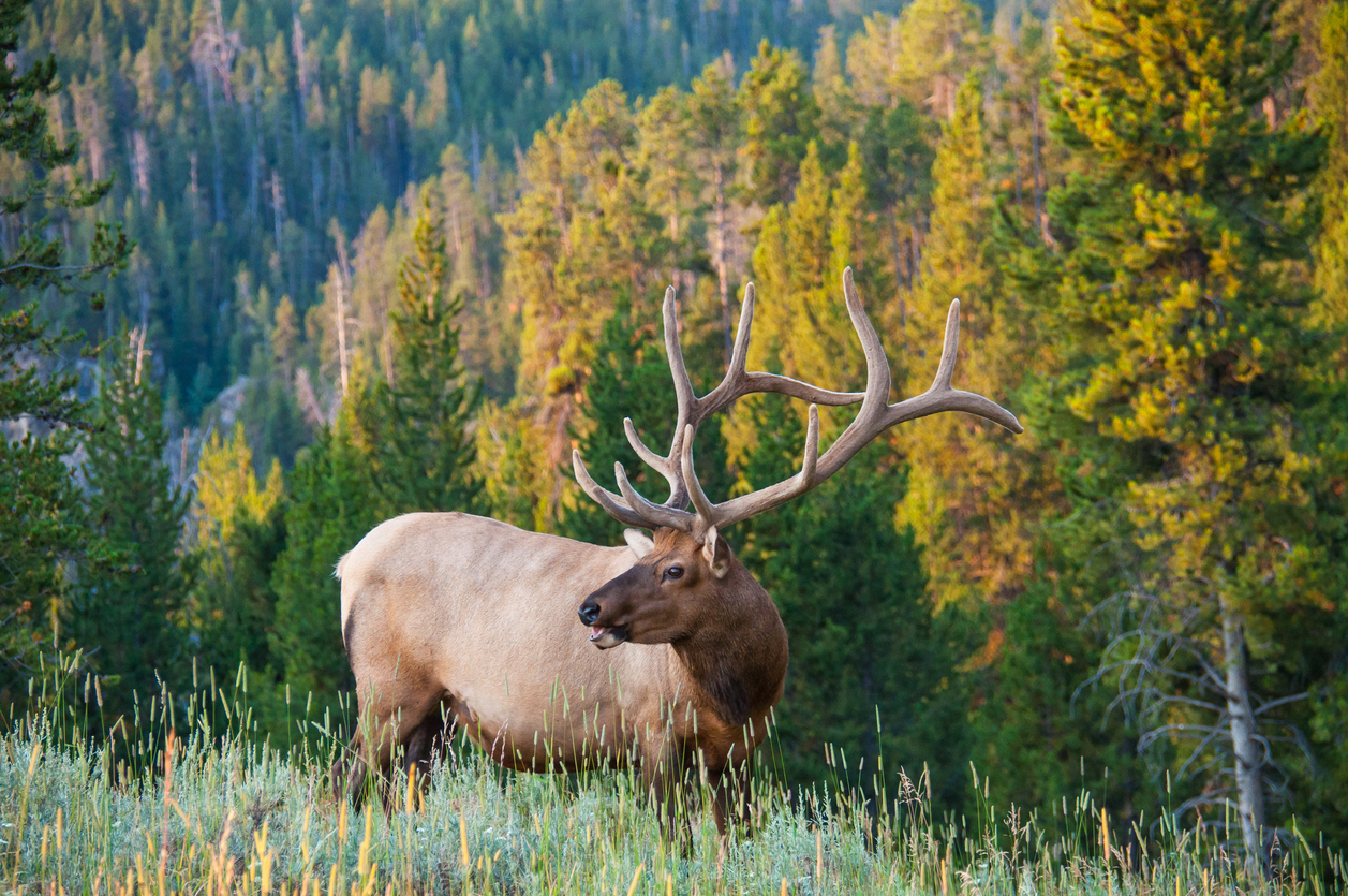 Elk in Montana