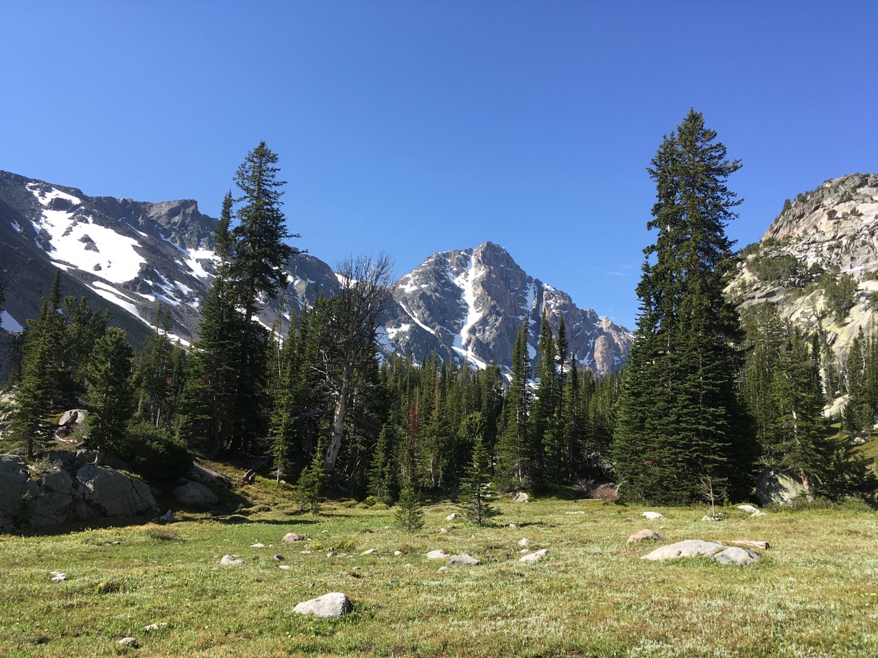Forest in Beartooth mountains
