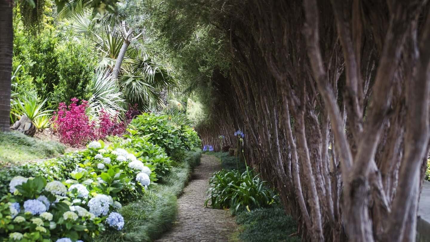 Madeira lush flora